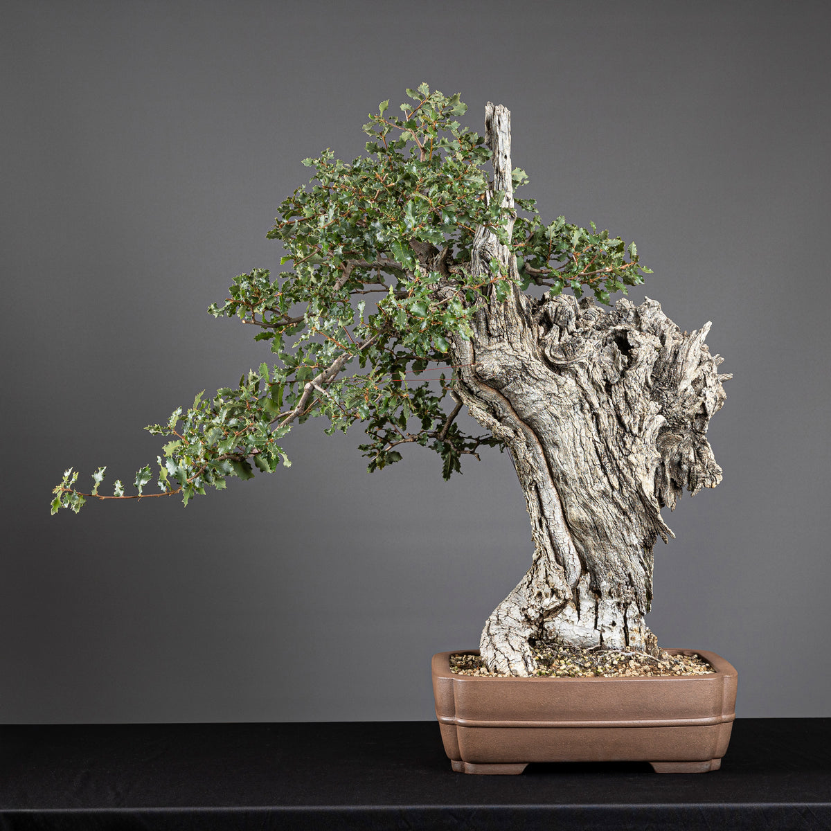 Bonsái "El Dragón" - Quejigo (Quercus faginea)