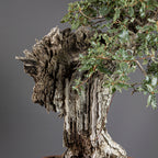 Bonsái "El Dragón" - Quejigo (Quercus faginea)