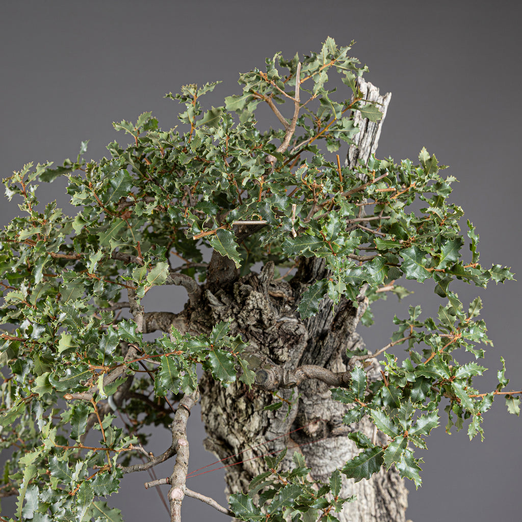Bonsái "El Dragón" - Quejigo (Quercus faginea)