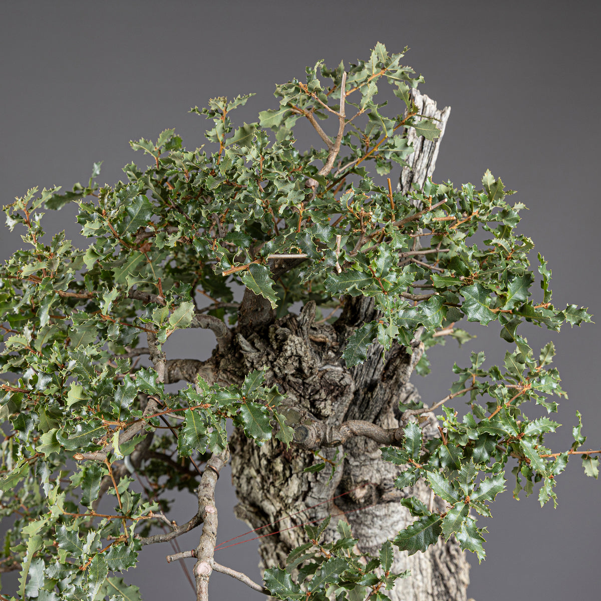 Bonsái "El Dragón" - Quejigo (Quercus faginea)
