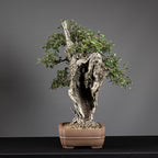 Bonsái "El Dragón" - Quejigo (Quercus faginea)