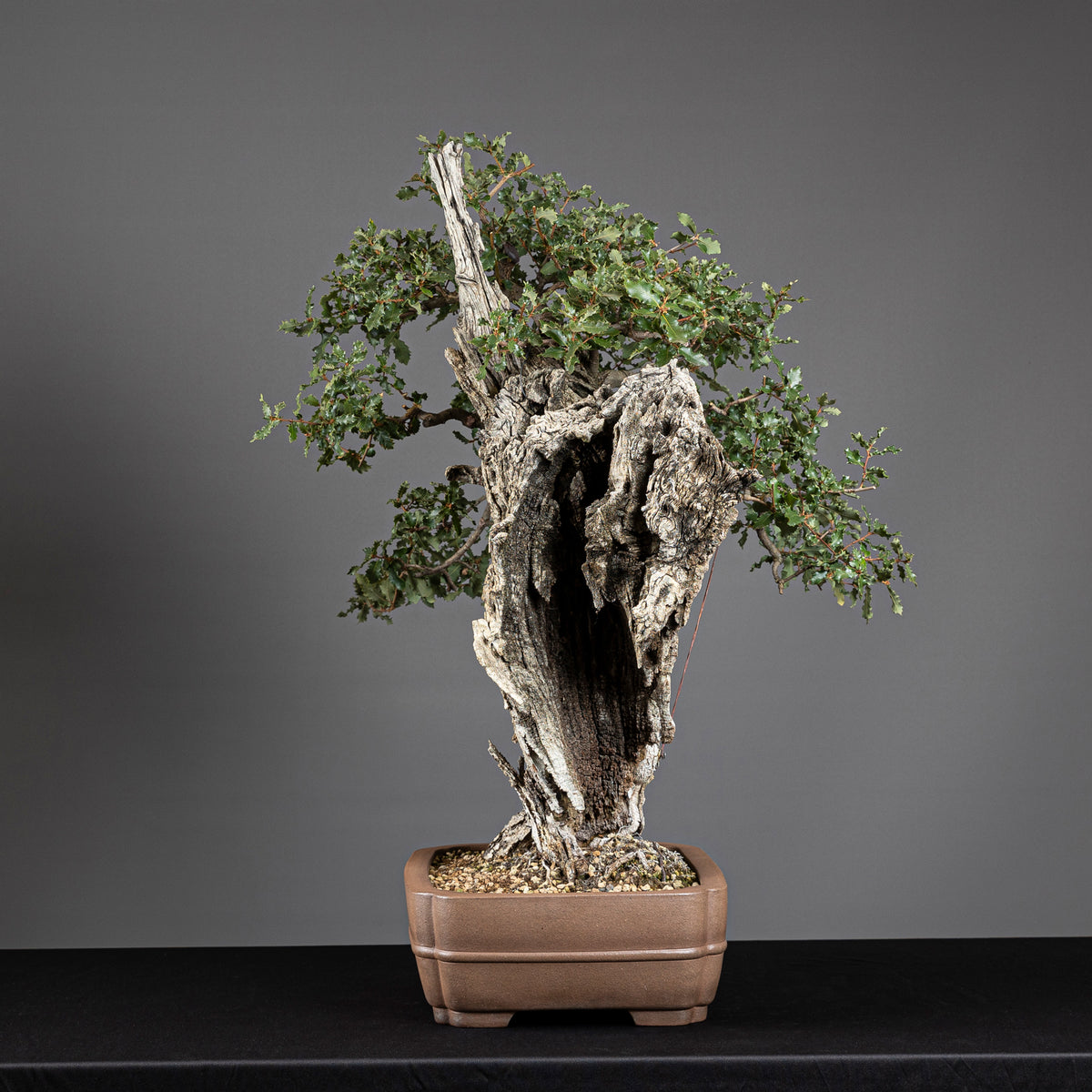 Bonsái "El Dragón" - Quejigo (Quercus faginea)