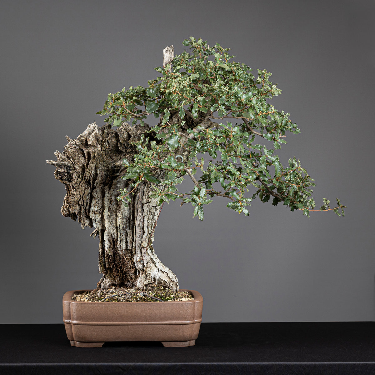 Bonsái "El Dragón" - Quejigo (Quercus faginea)