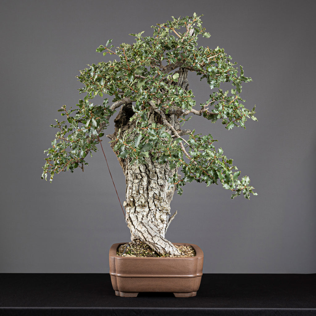 Bonsái "El Dragón" - Quejigo (Quercus faginea)