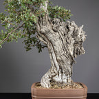 Bonsái "El Dragón" - Quejigo (Quercus faginea)