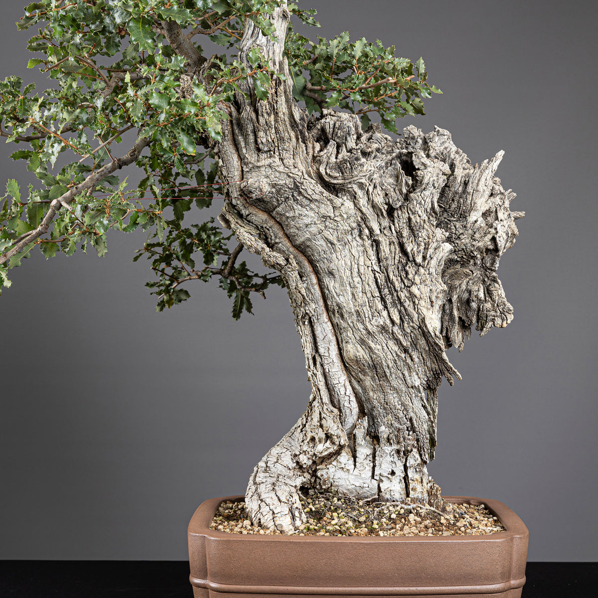 Bonsái "El Dragón" - Quejigo (Quercus faginea)