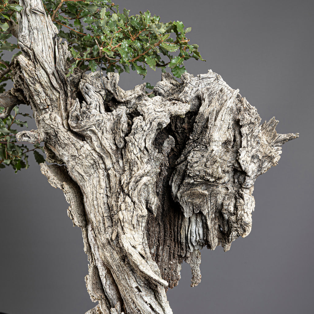 Bonsái "El Dragón" - Quejigo (Quercus faginea)