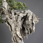 Bonsái "El Dragón" - Quejigo (Quercus faginea)