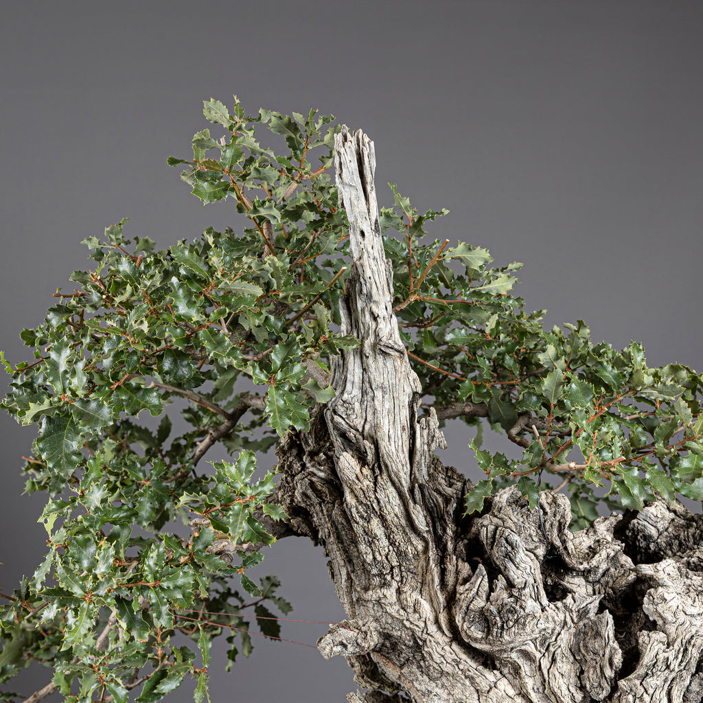 Bonsái "El Dragón" - Quejigo (Quercus faginea)