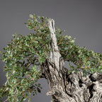 Bonsái "El Dragón" - Quejigo (Quercus faginea)