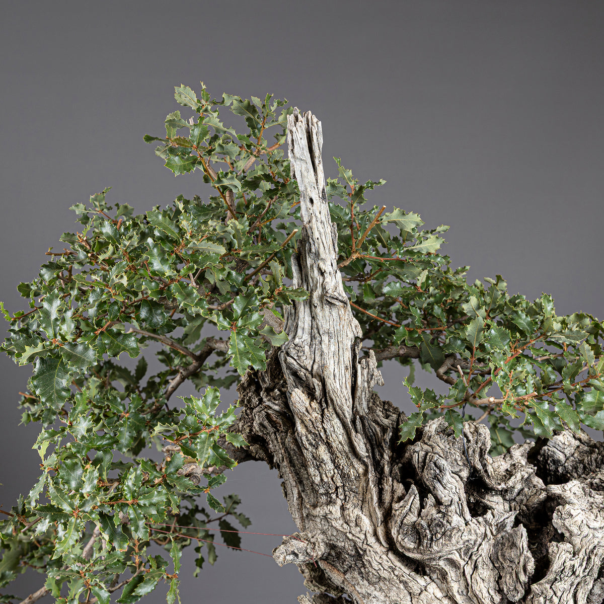 Bonsái "El Dragón" - Quejigo (Quercus faginea)