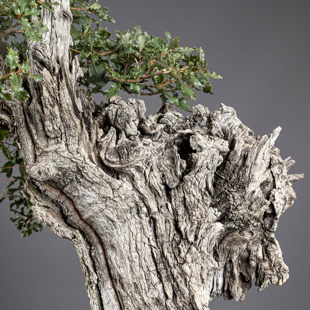 Bonsái "El Dragón" - Quejigo (Quercus faginea)