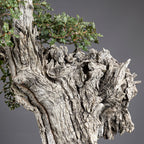 Bonsái "El Dragón" - Quejigo (Quercus faginea)