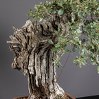 Bonsái "El Dragón" - Quejigo (Quercus faginea)