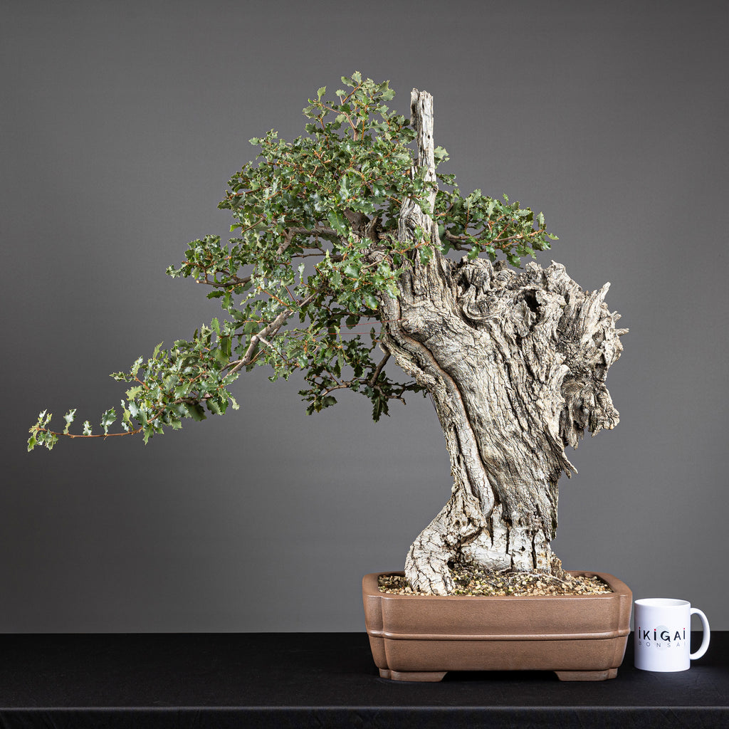 Bonsái "El Dragón" - Quejigo (Quercus faginea)