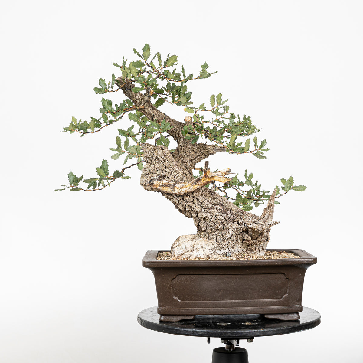 Bonsái - Quejigo (Quercus faginea) - QF10101