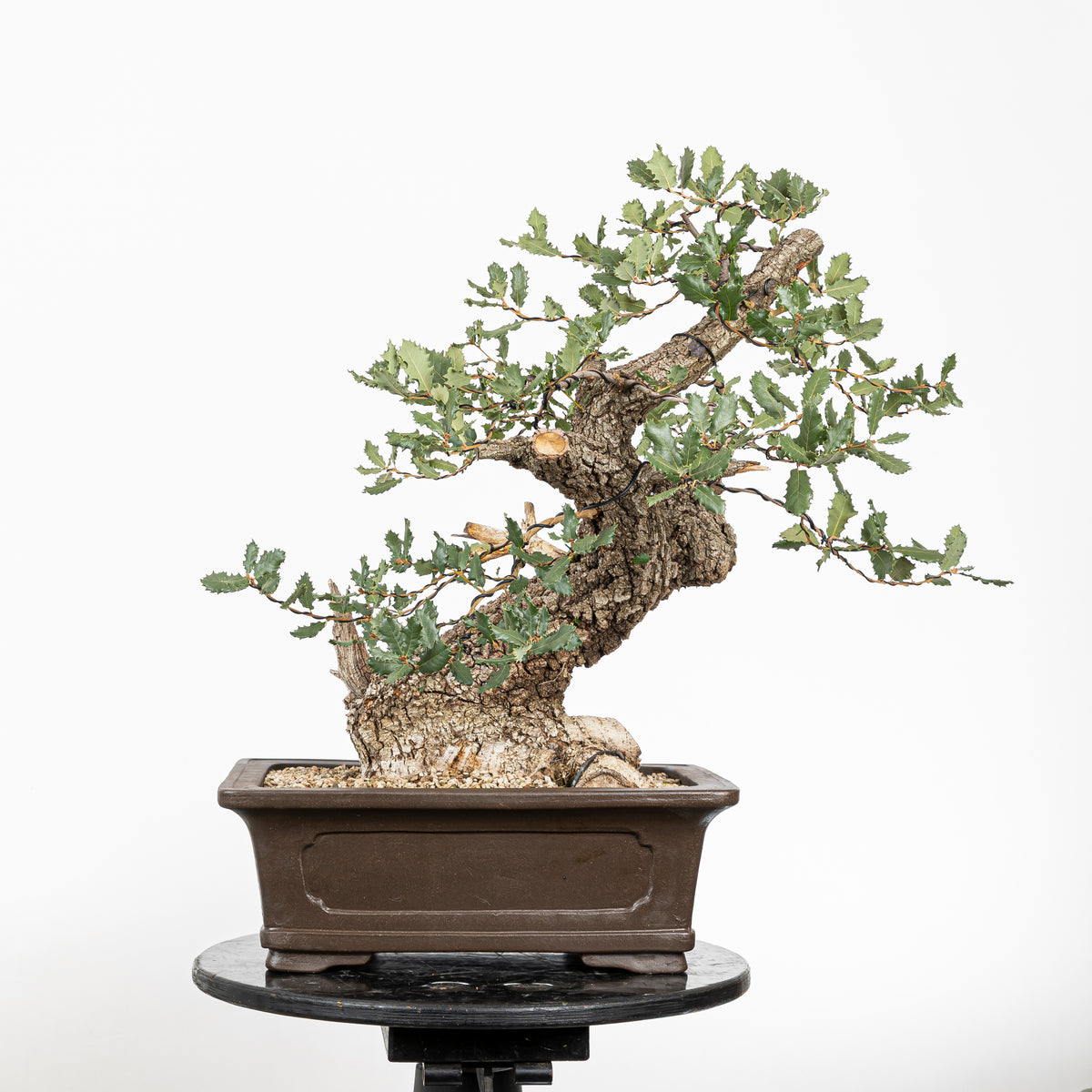 Bonsái - Quejigo (Quercus faginea) - QF10101
