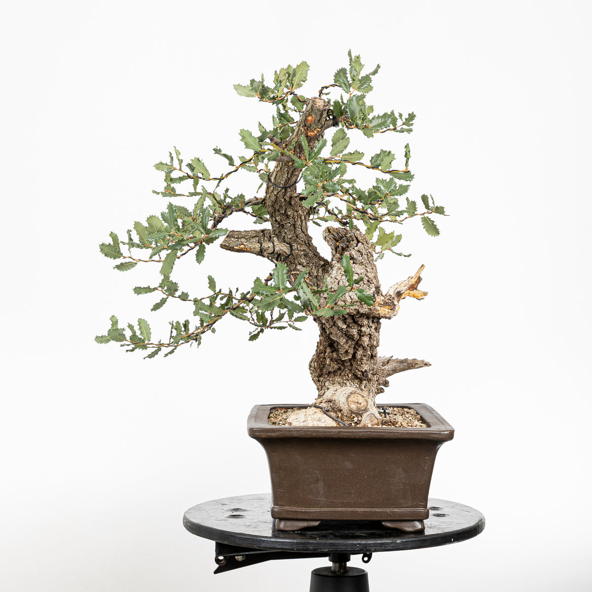 Bonsái - Quejigo (Quercus faginea) - QF10101