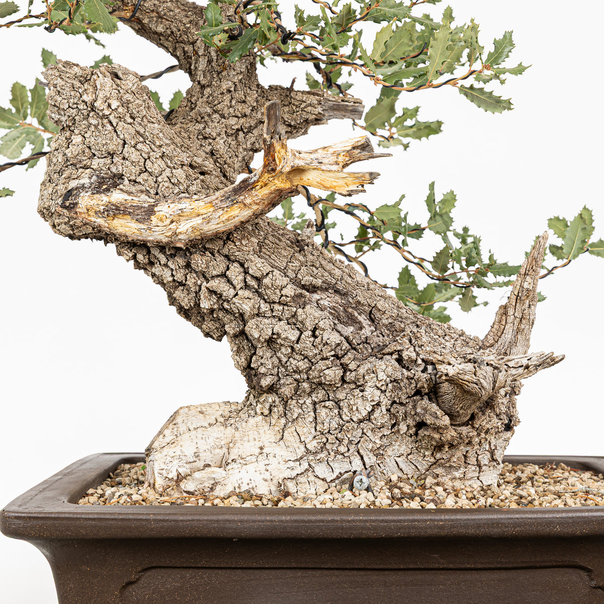Bonsái - Quejigo (Quercus faginea) - QF10101