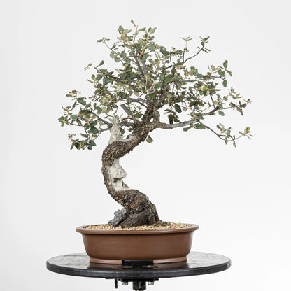 Bonsai yamadori de quercus ilex en estilo moyogi y tamaño dai