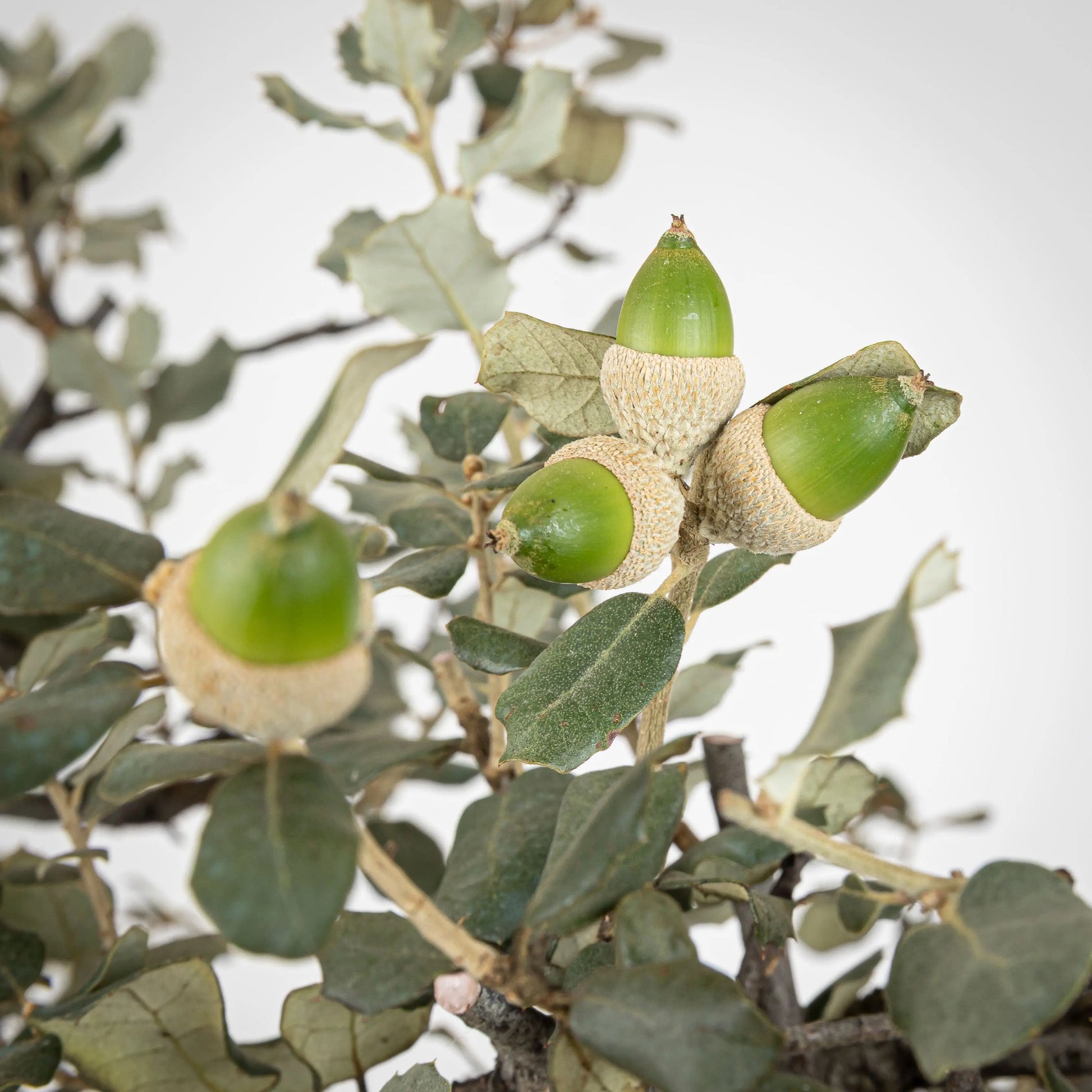 Detalle de bellotas de bonsai de encina