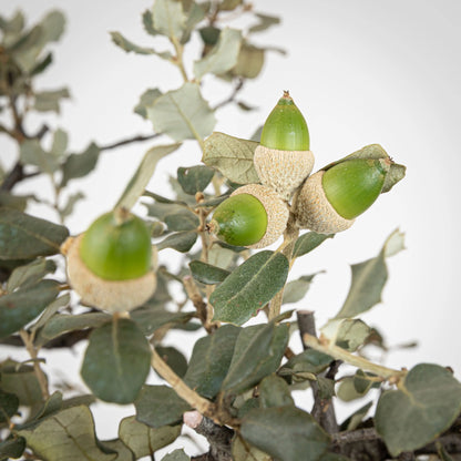 Detalle de bellotas de bonsai de encina