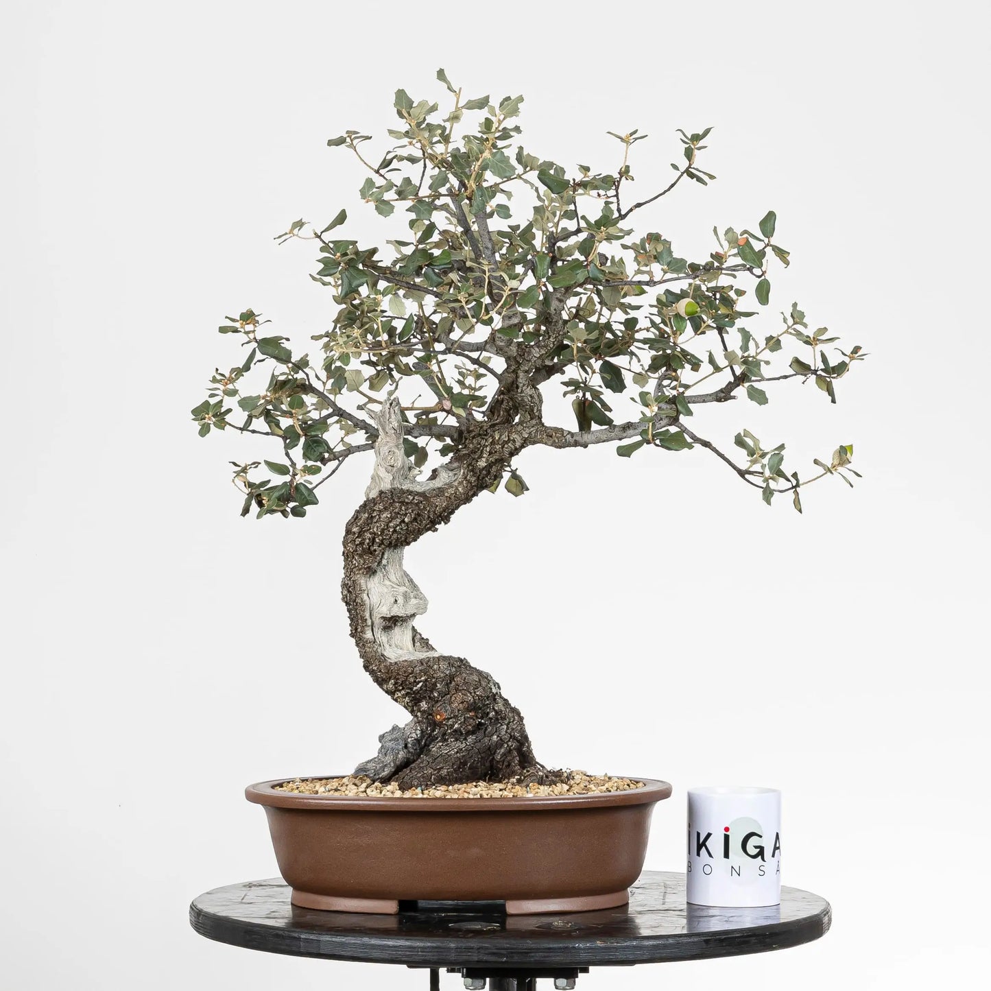 Comparativa de tamaño de bonsai de encina con una taza de café de la tienda ikigai bonsái.