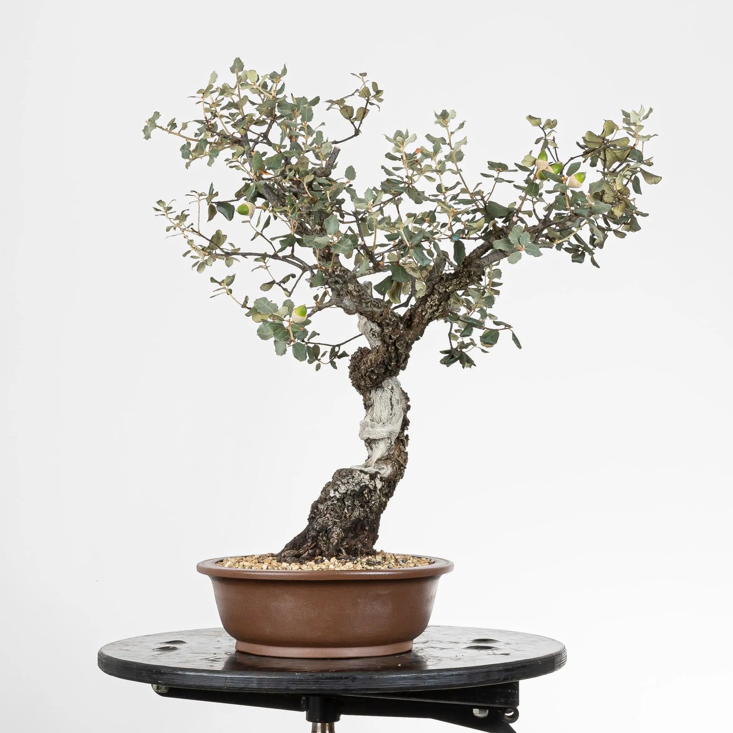 Cara izquierda de bonsai de encina