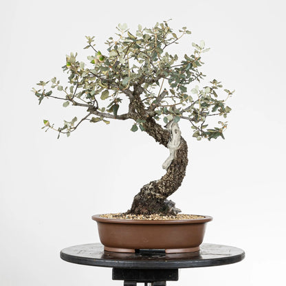 Cara trasera de bonsái de encina