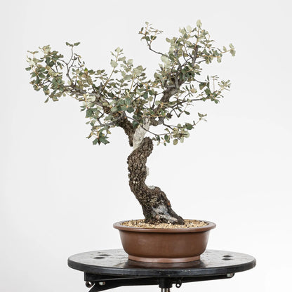 Cara derecha de bonsái de encina