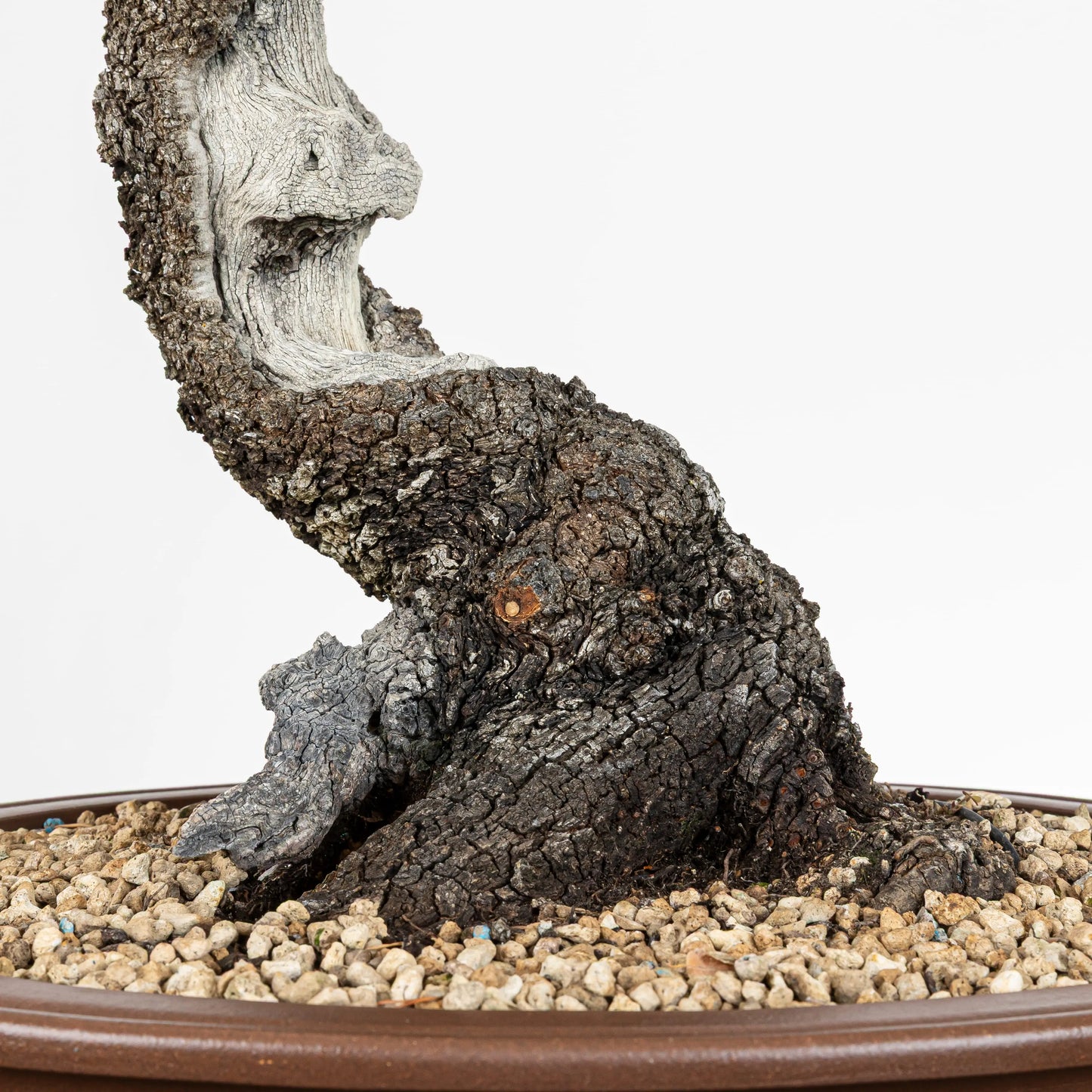 Nebari de bonsai de encína