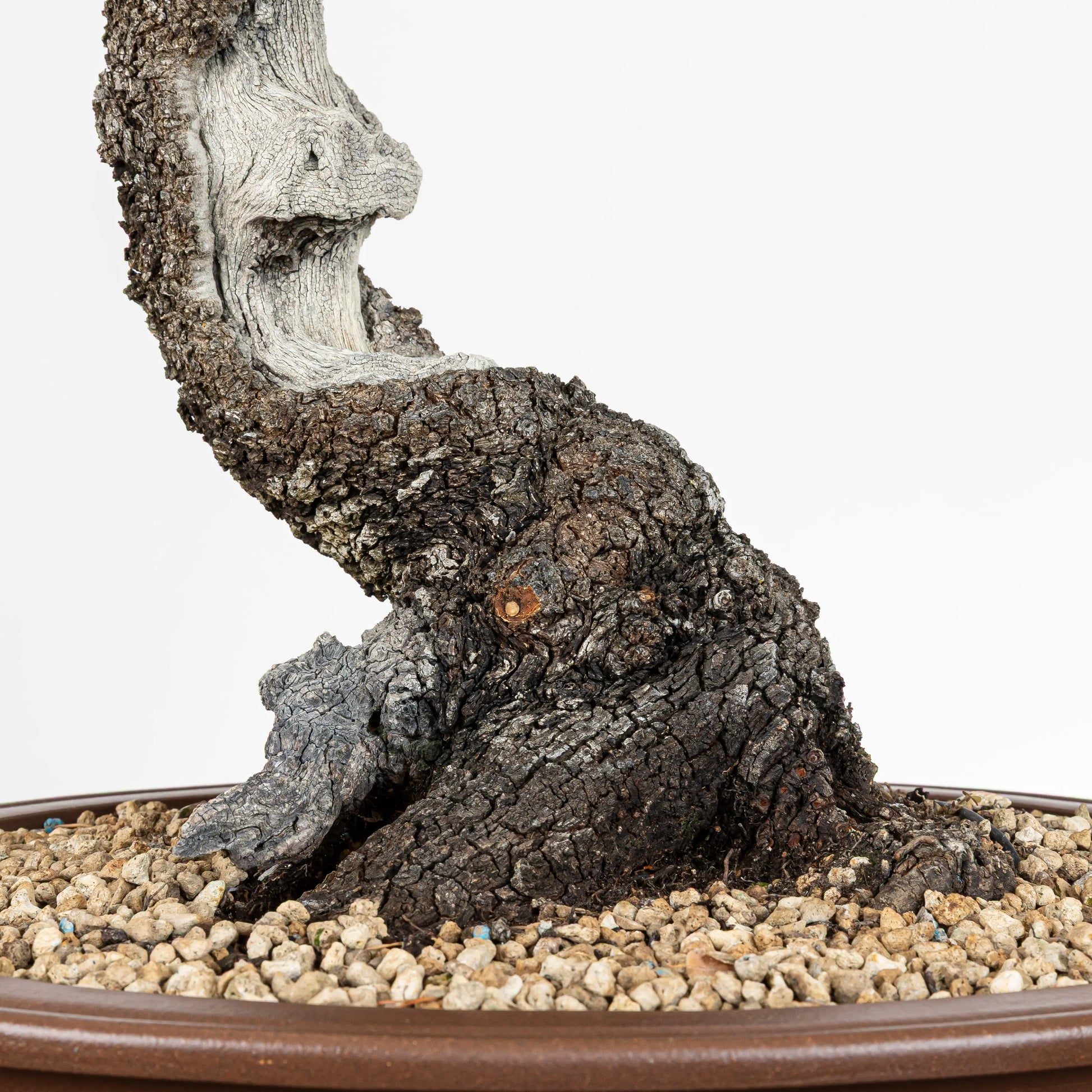 Nebari de bonsai de encína