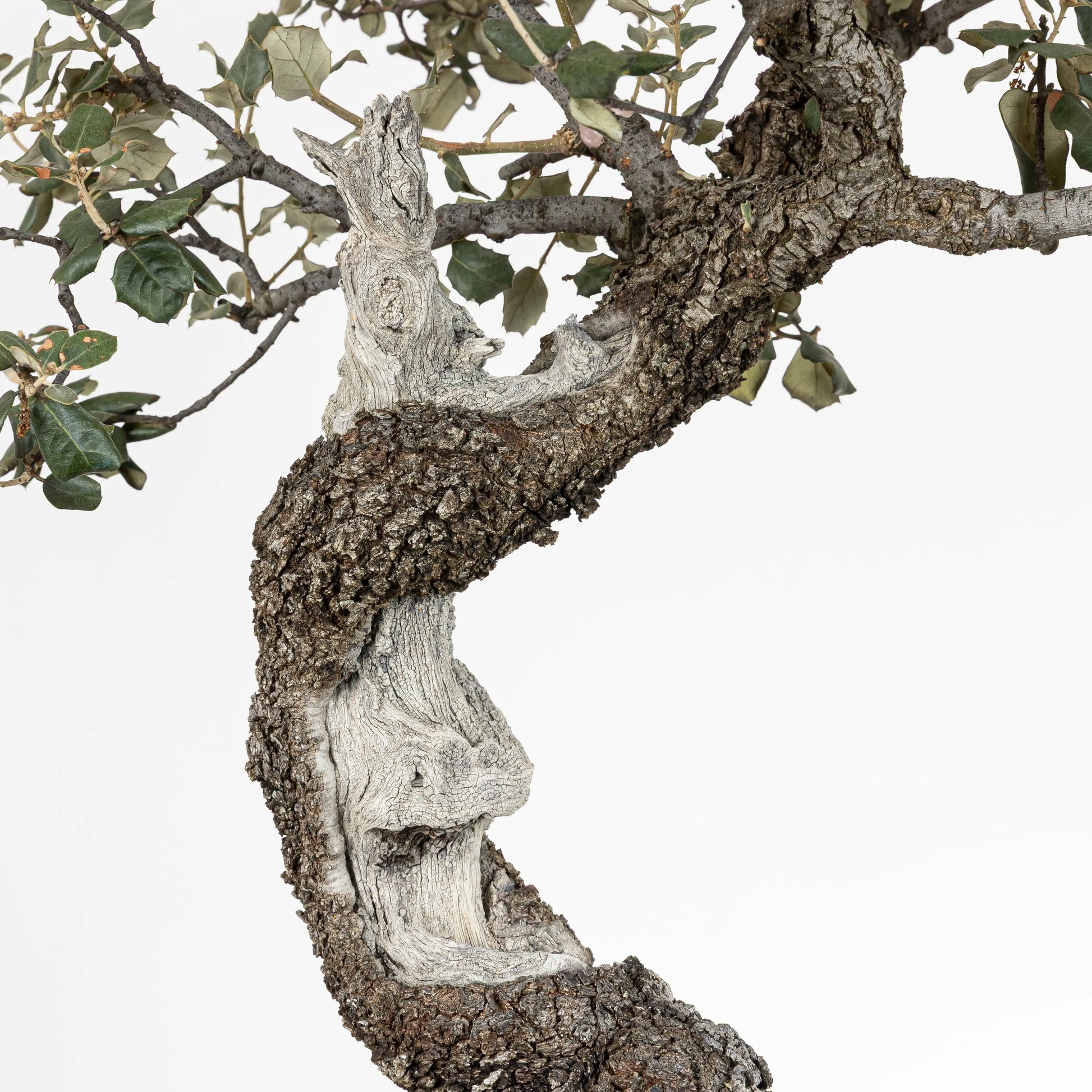 Shari, corteza y jin de bonsái de encina