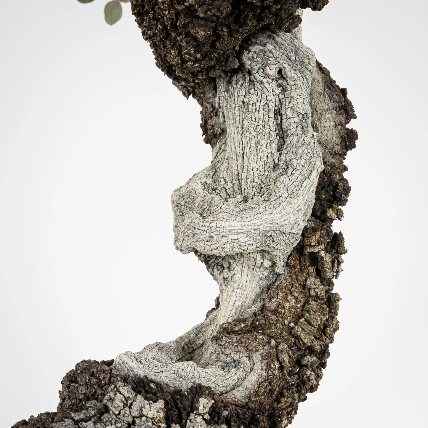 Detalle de shari de bonsái de encina