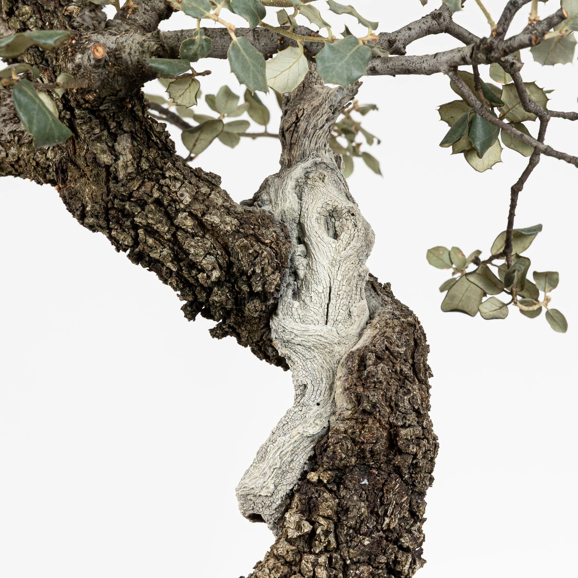 Detalle de shari y corteza de encina