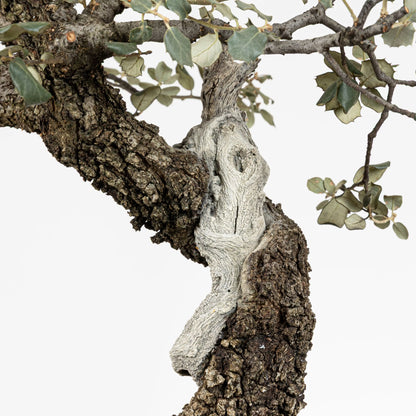 Detalle de shari y corteza de encina