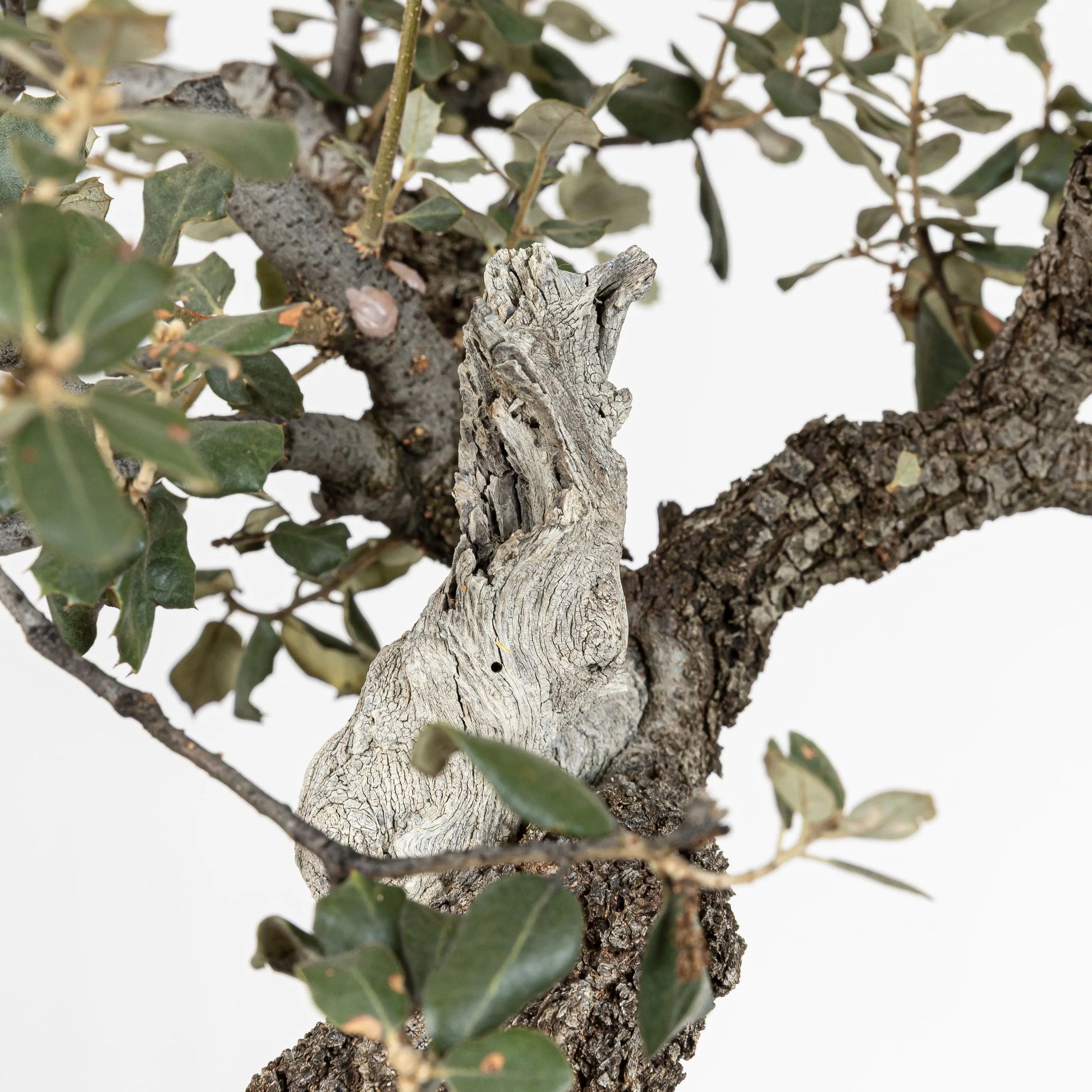 Jin de bonsai de encina