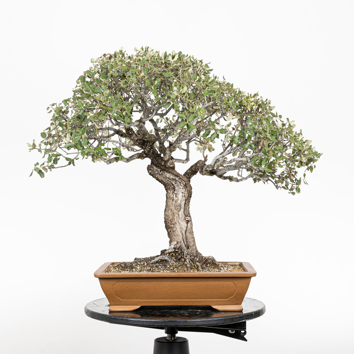 Bonsai "Dehesa" - Steeneik (Quercus ilex)