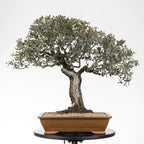 Frente de bonsai de encina yamadori muy ramificada en estilo moyogi