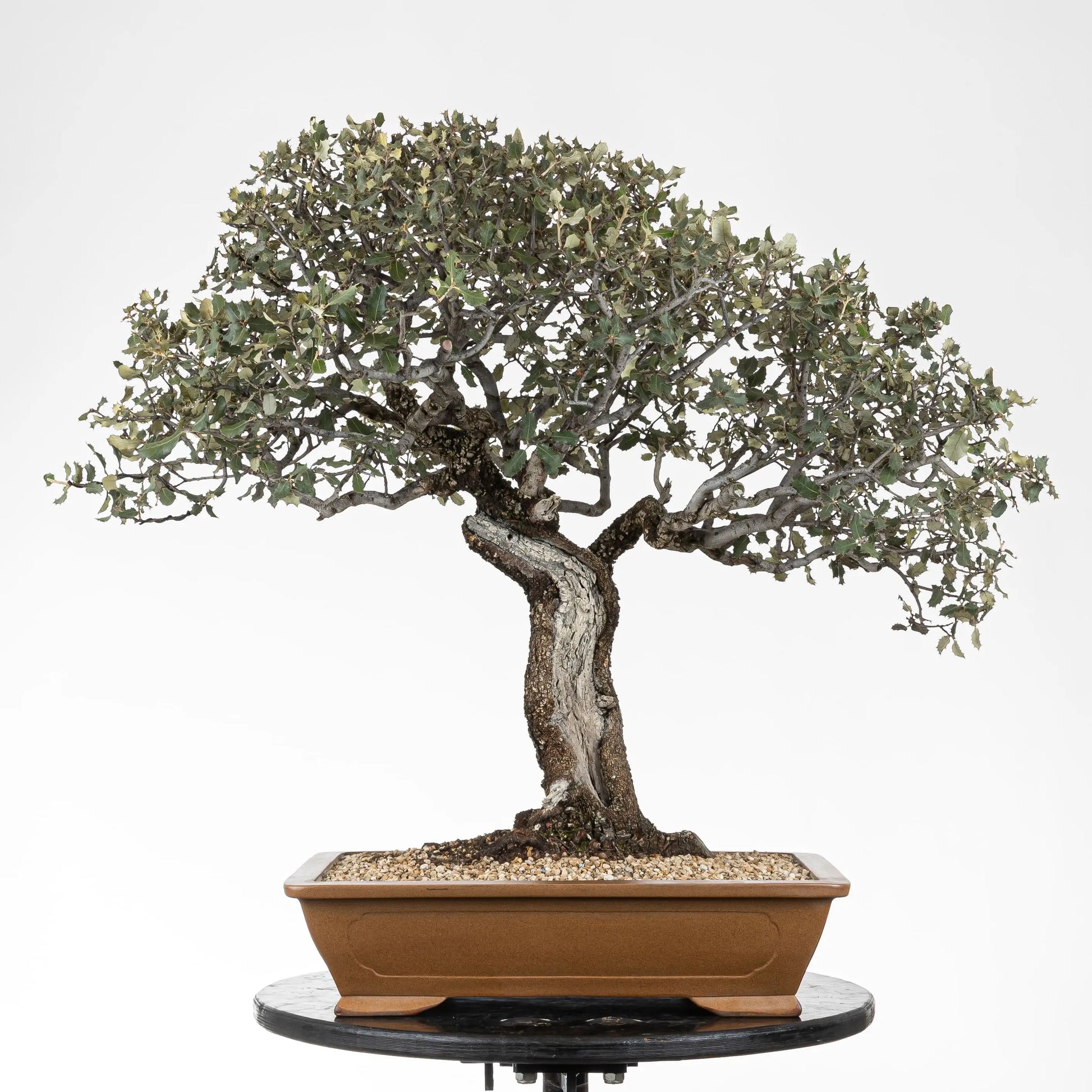 Frente de bonsai de encina yamadori muy ramificada en estilo moyogi