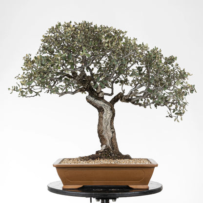 Frente de bonsai de encina yamadori muy ramificada en estilo moyogi
