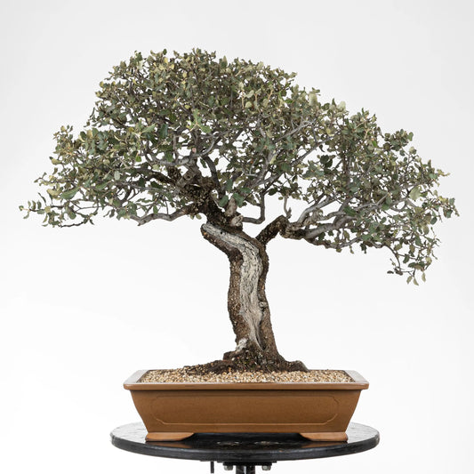 Frente de bonsai de encina yamadori muy ramificada en estilo moyogi