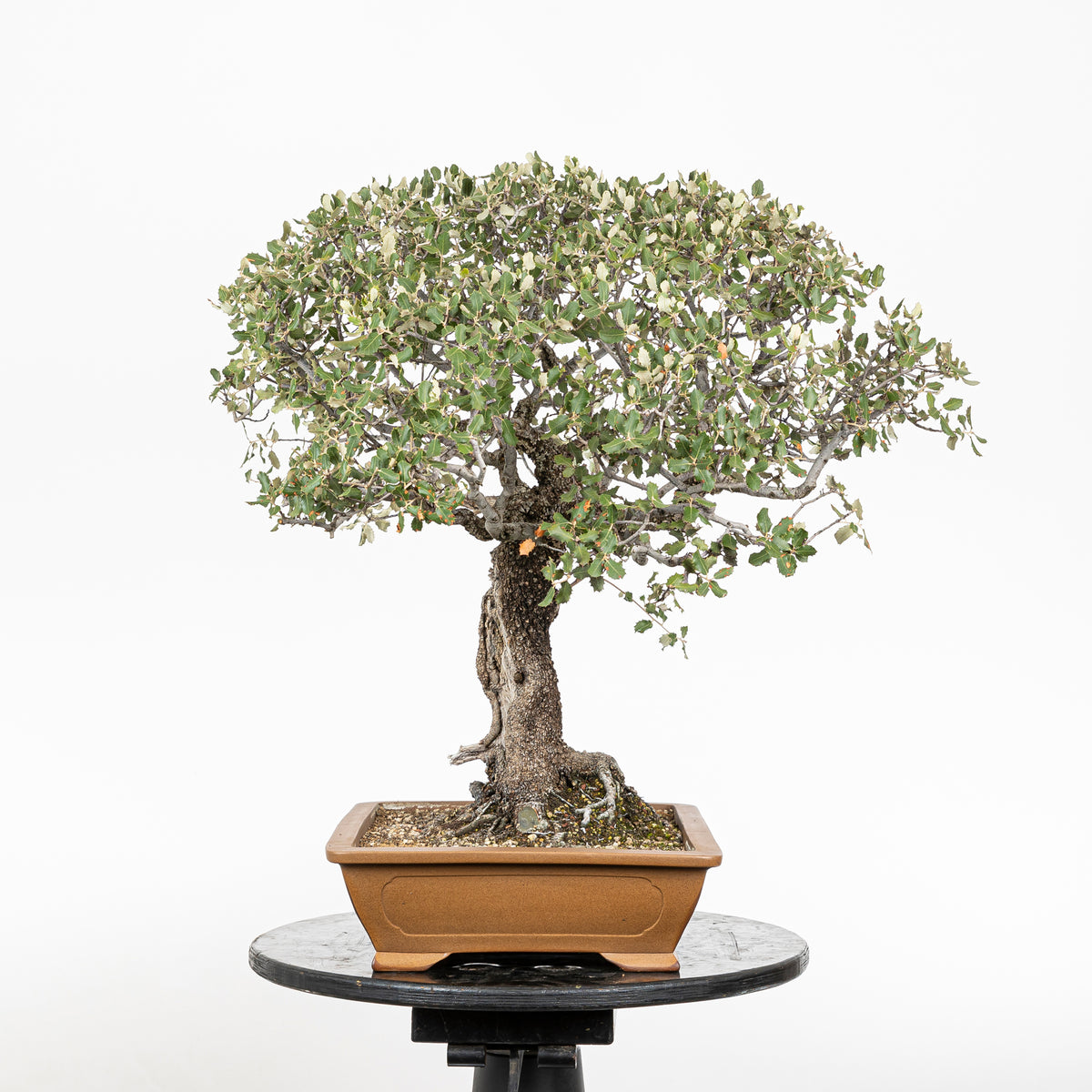 Bonsai "Dehesa" - Steeneik (Quercus ilex)
