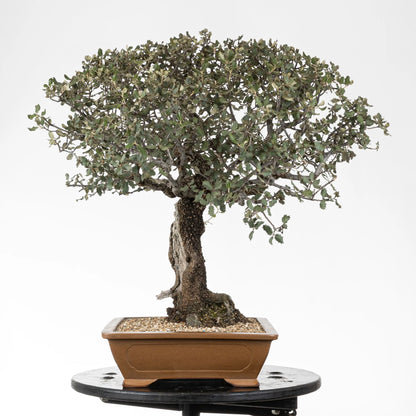 Cara derecha de bonsai de encina