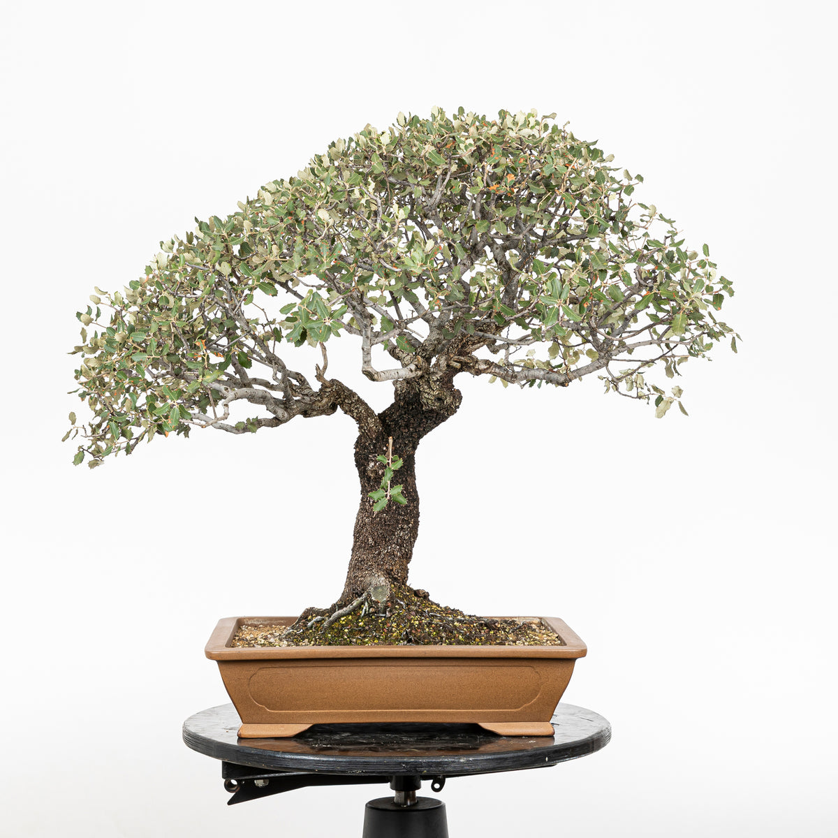 Bonsai "Dehesa" - Steeneik (Quercus ilex)