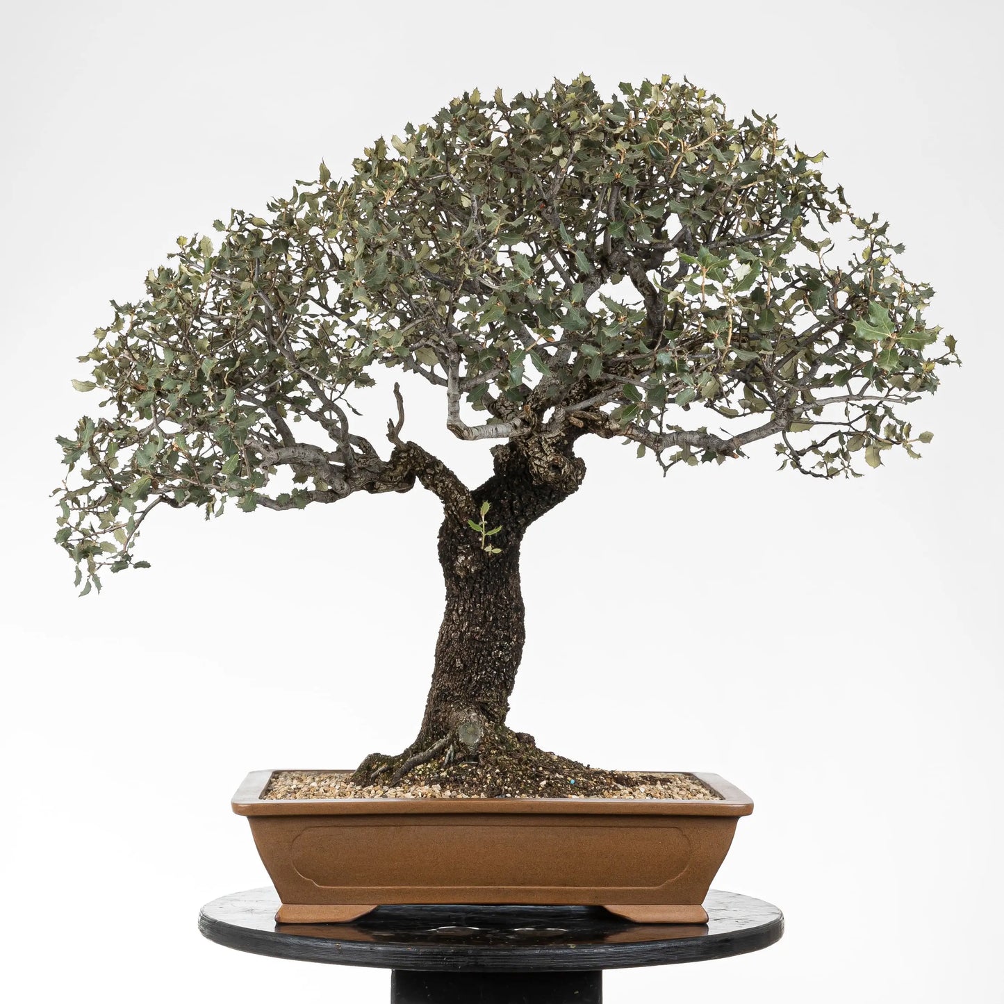 Cara trasera de bonsái de encina muy ramificada