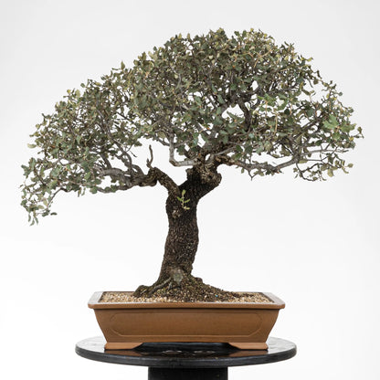 Cara trasera de bonsái de encina muy ramificada