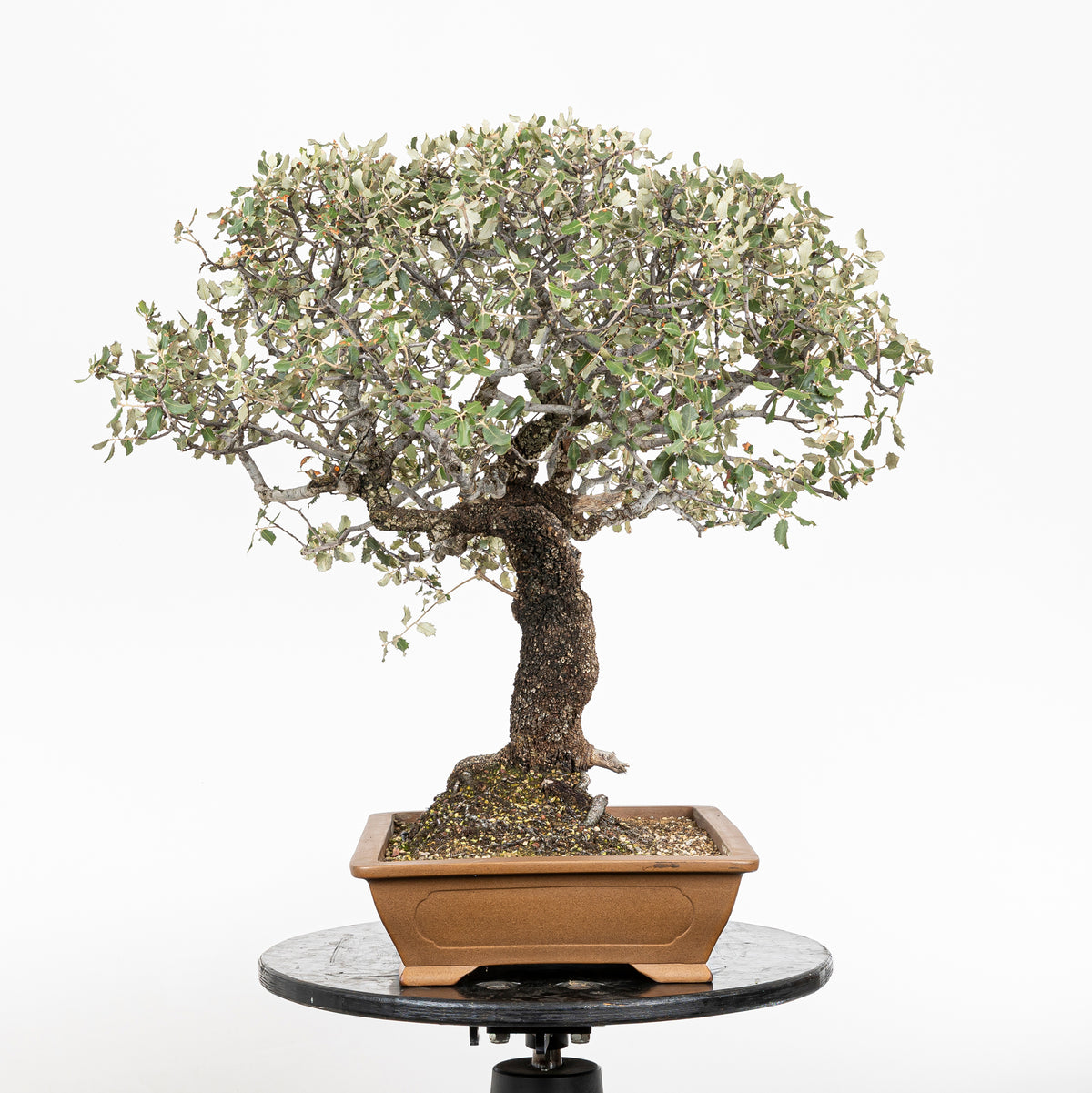Bonsai "Dehesa" - Steeneik (Quercus ilex)
