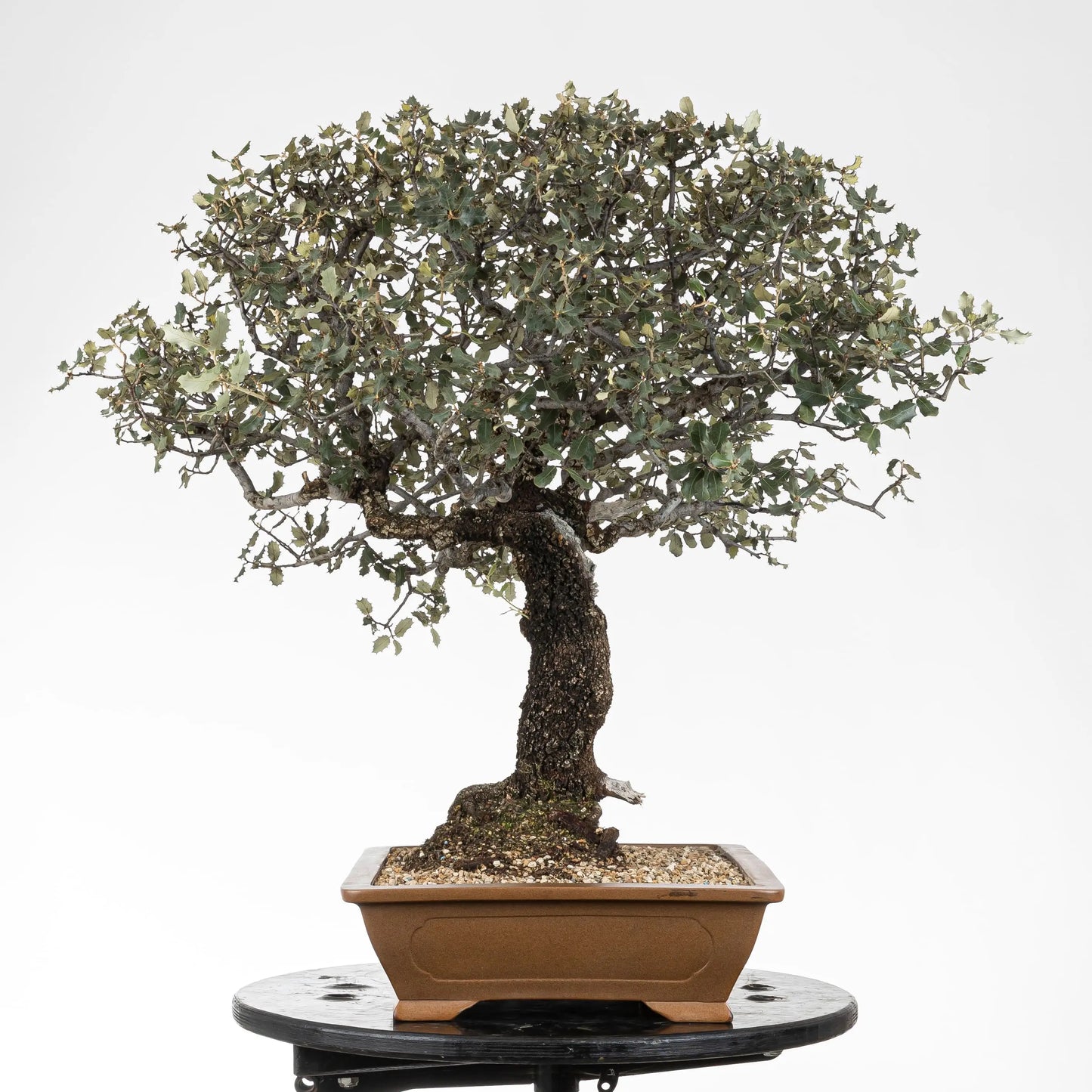 Cara izquierda de bonsái de encina muy ramificada y corteza fina.