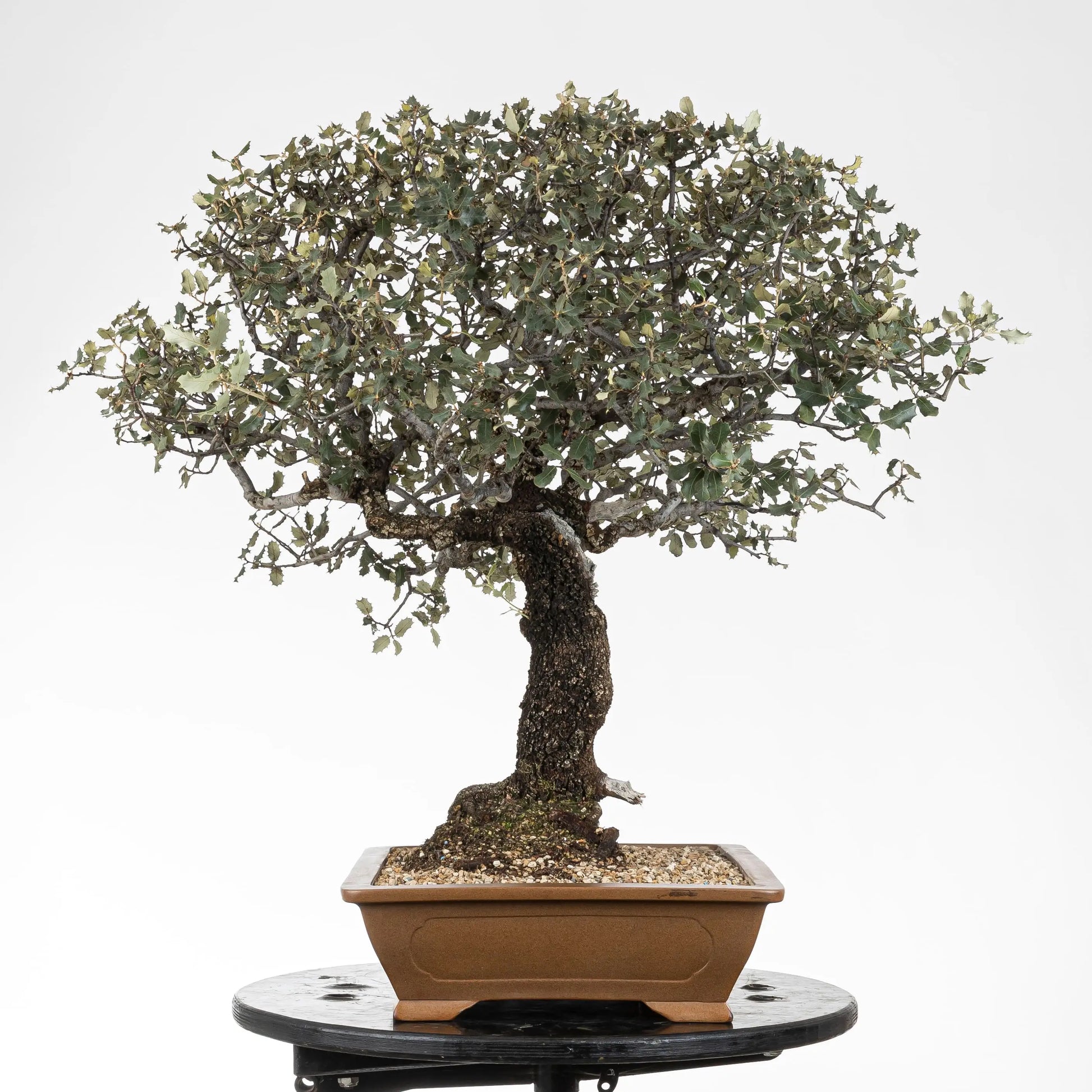 Cara izquierda de bonsái de encina muy ramificada y corteza fina.